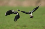 Vliegende kieviten (Vanallus vanellus), Arkemheen